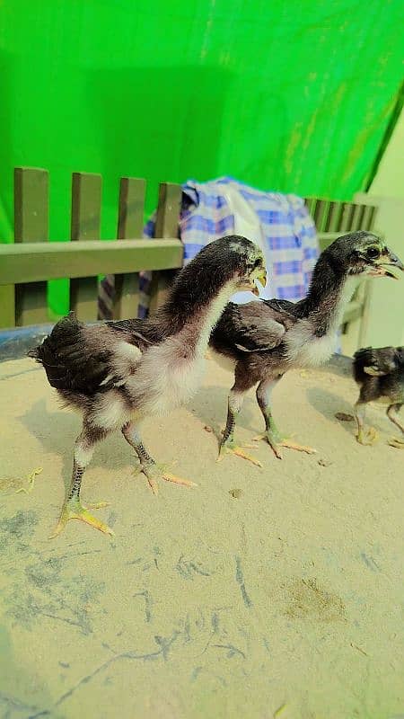 Quality White Heera & Thai x Shamo Chicks Chuzay 6