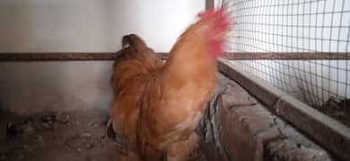 Columbian Buff Golden Bantam Male available Silki Polish