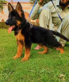 German Shepherd long coat male