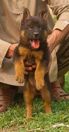 German shepherd puppy full long cort for sale 0