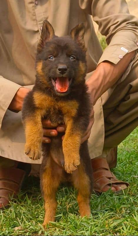 German shepherd puppy full long cort for sale 1