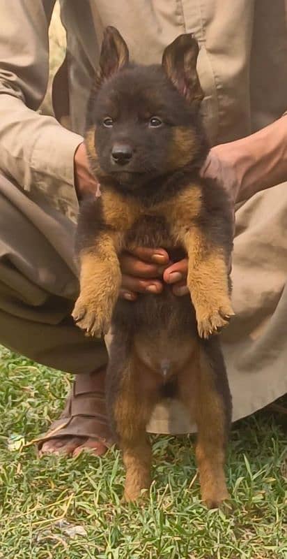 German shepherd puppy full long cort for sale 2