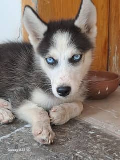 siberian husky 50 days age with Blue Eyes