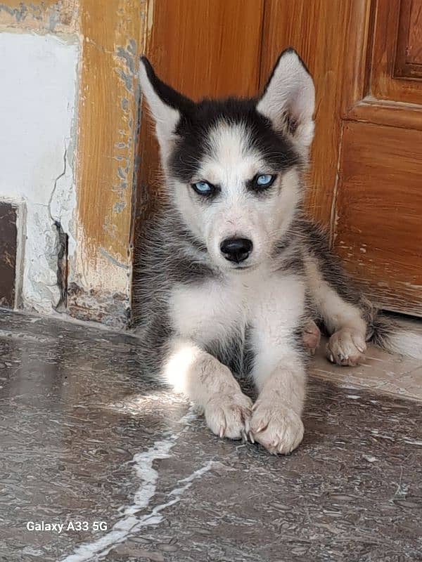 siberian husky 50 days age with Blue Eyes 1