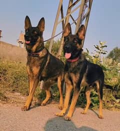 German Shepherd Pair for Sale