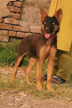 German Shepherd dog for Sale