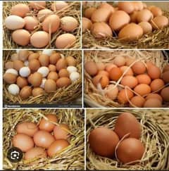 Desi murghia hens eggs Young healthy active murgha ha