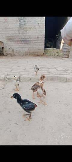 Thai chicks for sale per peice 1500 6 peice han sab leny munasib krden