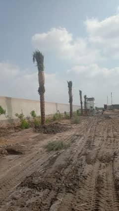 Khajoor Date Palms Available