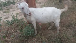 2 goats bhot achi hen agr Kisi Bhai me leni he to rabta kary 0