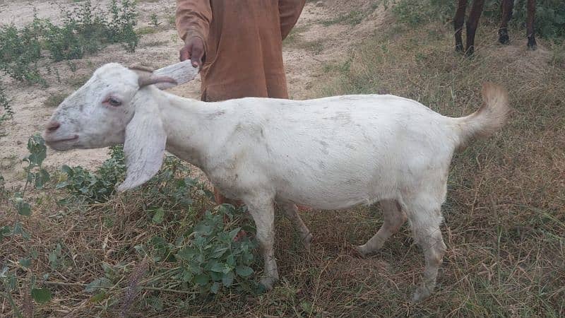 2 goats bhot achi hen agr Kisi Bhai me leni he to rabta kary 4