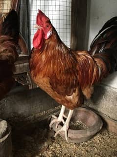 One Rooster And Two Hens For Sale