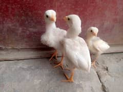 Heera Aseel chicks