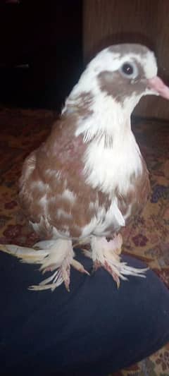 hand tame fancy pigeon