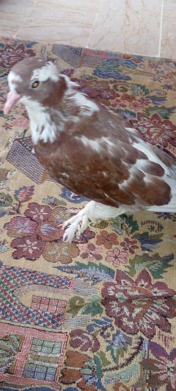 hand tame fancy pigeon 1