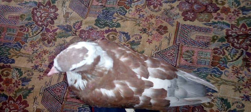 hand tame fancy pigeon 2