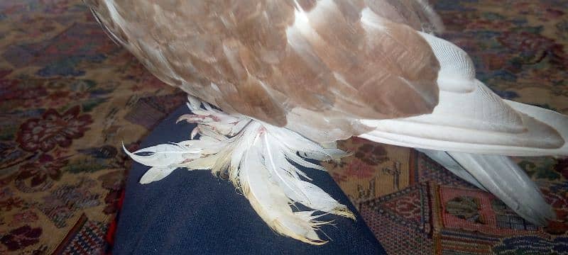 hand tame fancy pigeon 4