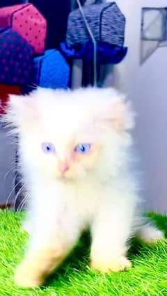 Persian cat ege . 60 days 0325-2452738 my WhatsApp