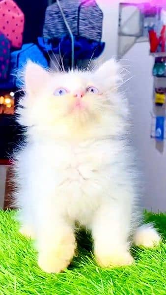 Persian cat ege . 60 days 0325-2452738 my WhatsApp 1