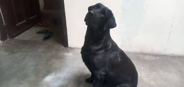 labra dog female 2 years pedigree bredder female microchip