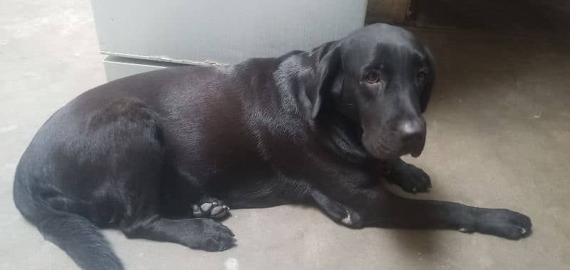 labra dog female 2 years pedigree bredder female microchip 1