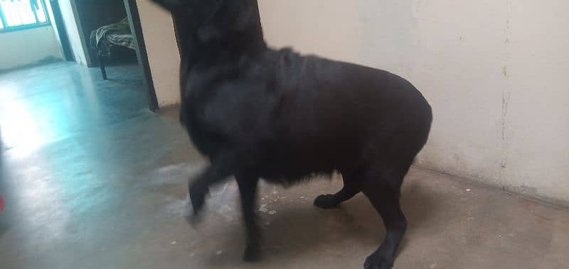 labra dog female 2 years pedigree bredder female microchip 3