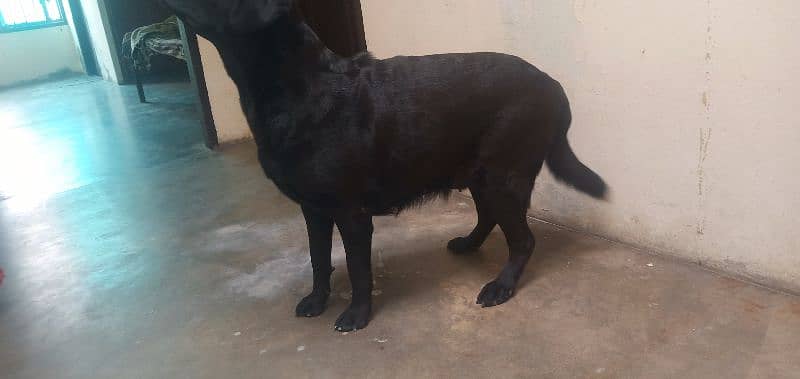 labra dog female 2 years pedigree bredder female microchip 4