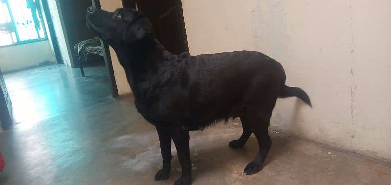 labra dog female 2 years pedigree bredder female microchip 5