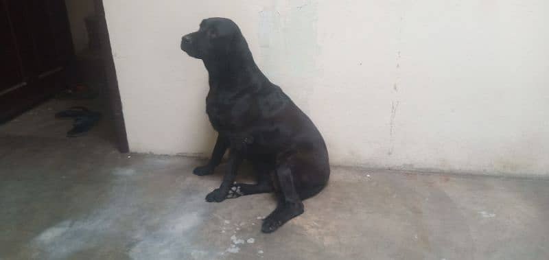 labra dog female 2 years pedigree bredder female microchip 6