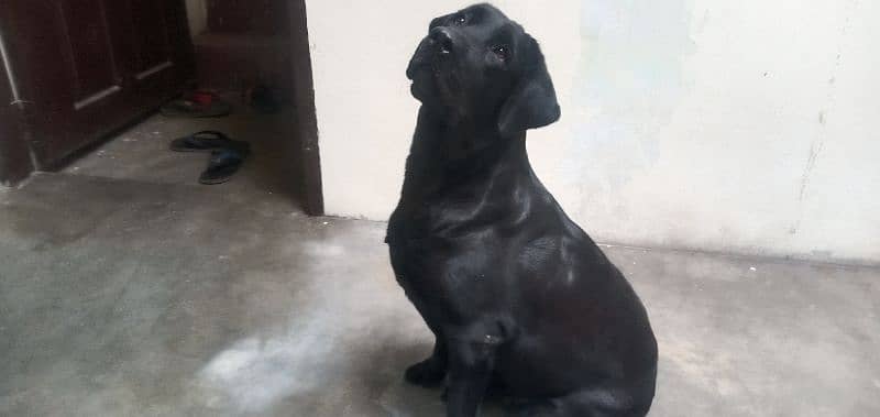 labra dog female 2 years pedigree bredder female microchip 7