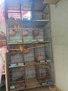 cage 12 khano Wala 2 lotino pair breeder setup khtm karaha islie 0