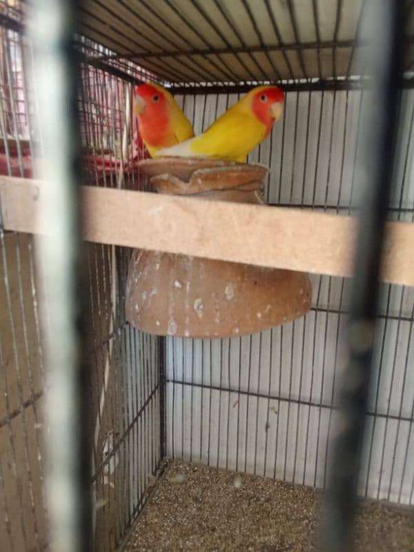 cage 12 khano Wala 2 lotino pair breeder setup khtm karaha islie 1