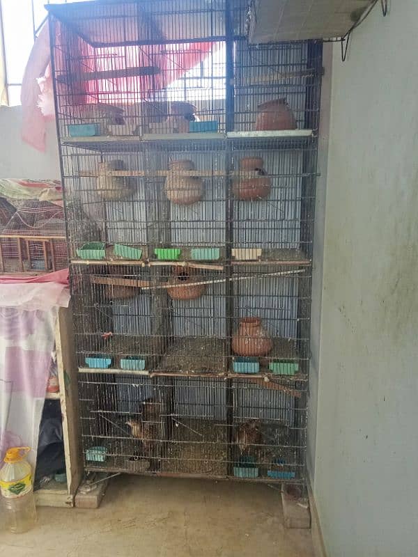 cage 12 khano Wala 2 lotino pair breeder setup khtm karaha islie 2