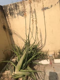 ALOE VERA2500/-