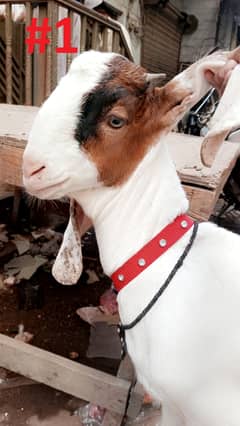 Bakra Or Bakri Male & Female Goats View Full Add