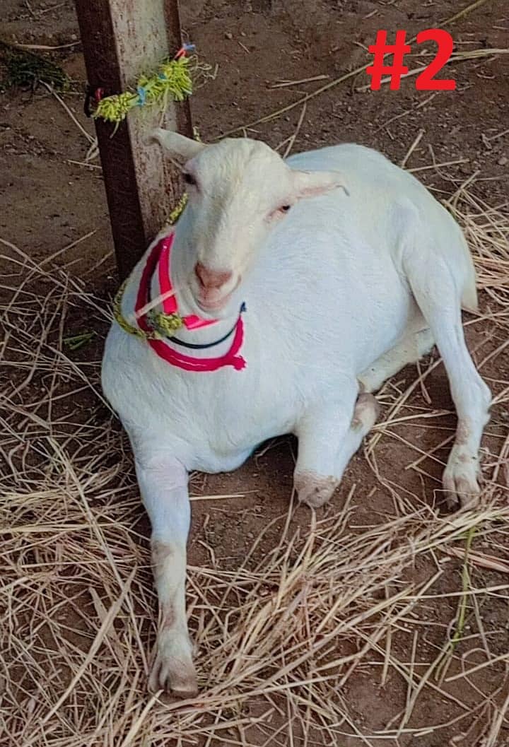 Bakra Or Bakri Male & Female Goats View Full Add 3