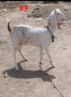 Bakra Or Bakri Male & Female Goats COMPLETE SETUP SALE