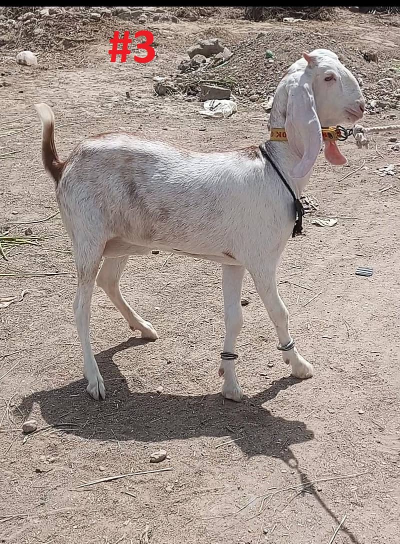 Bakra Or Bakri Male & Female Goats View Full Add 4