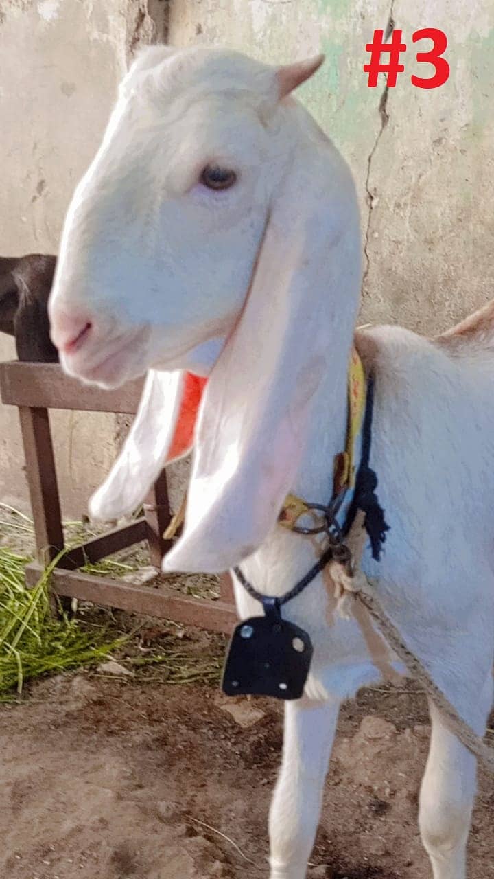 Bakra Or Bakri Male & Female Goats View Full Add 5