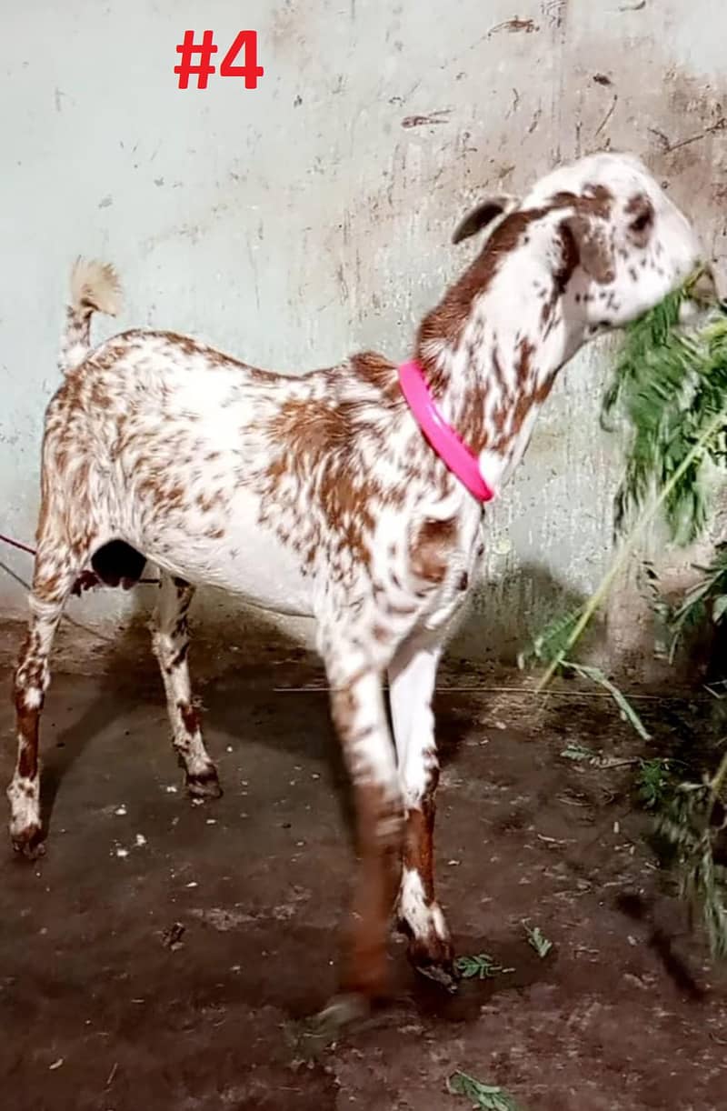 Bakra Or Bakri Male & Female Goats View Full Add 6