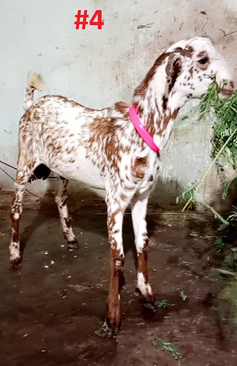 Bakra Or Bakri Male & Female Goats View Full Add 7