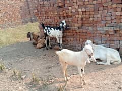 goats بکری بکرے بکرا 21