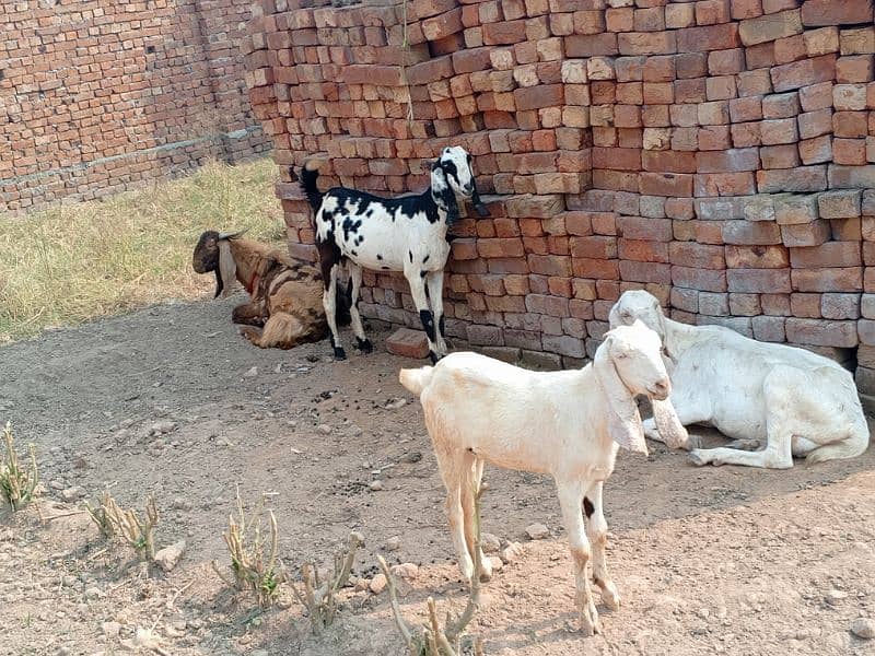 goats بکری بکرے بکرا 21 0