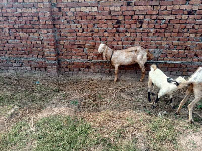 goats بکری بکرے بکرا 21 1