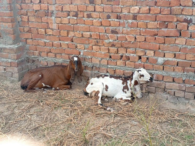 goats بکری بکرے بکرا 21 2