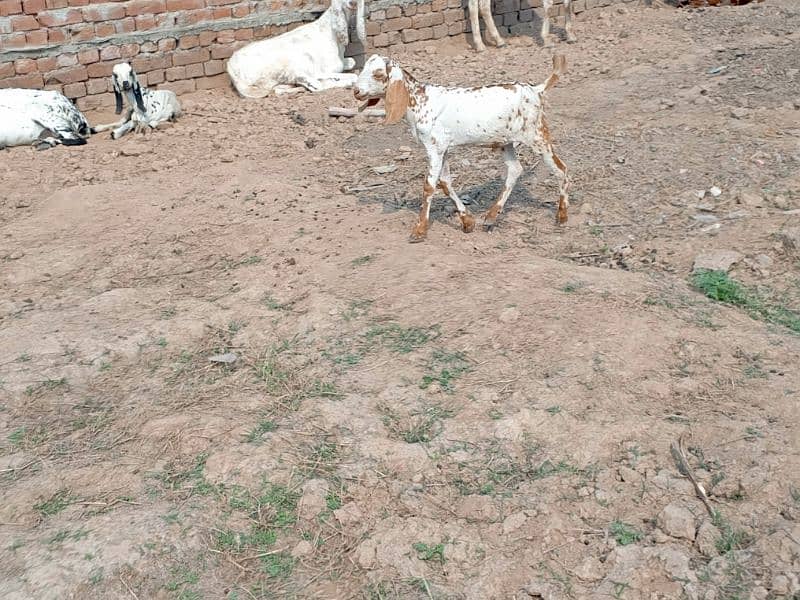 goats بکری بکرے بکرا 21 3