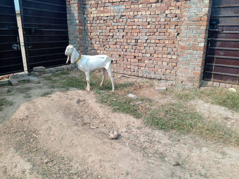 goats بکری بکرے بکرا 21 4