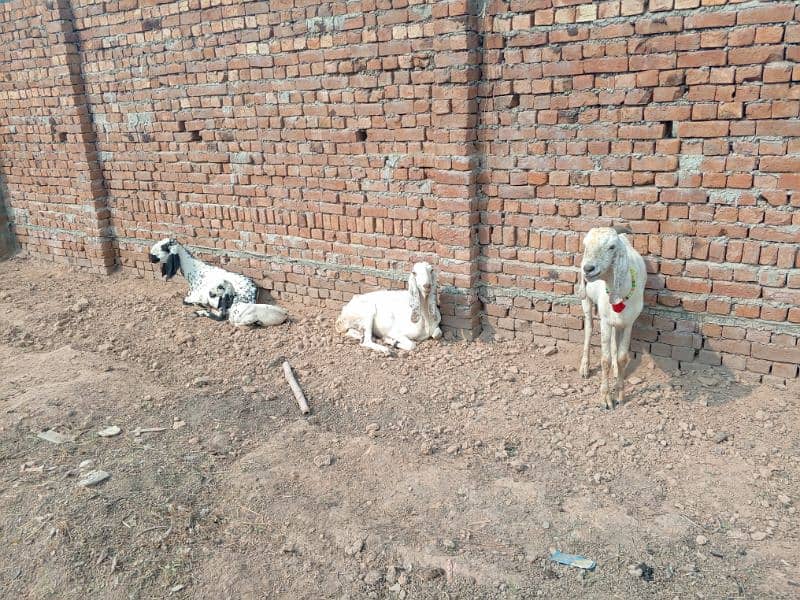 goats بکری بکرے بکرا 21 6