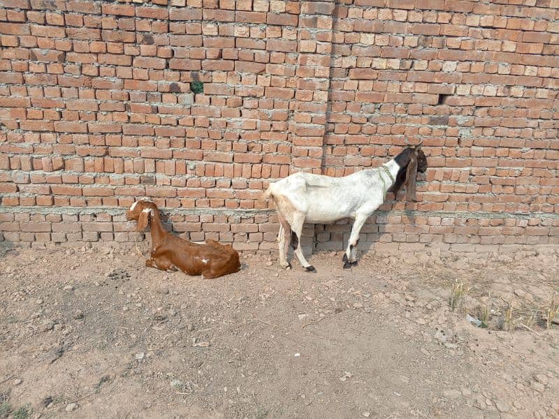 goats بکری بکرے بکرا 21 7