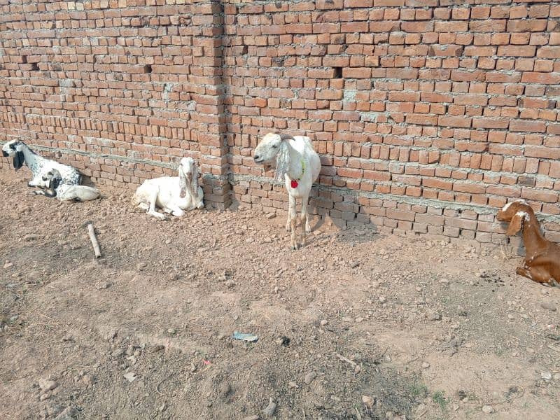 goats بکری بکرے بکرا 21 8